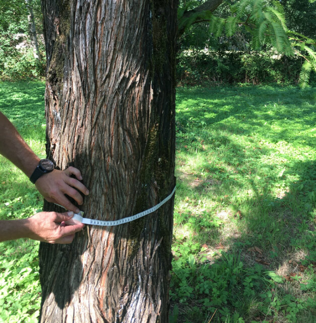 De Eijk Groep_Kwekerij Anderstein-Maarn_bomen grote maat