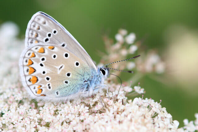 Vlinderfoto door ecologisch adviseur